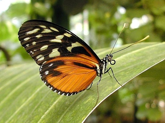 perhonen, perhosia