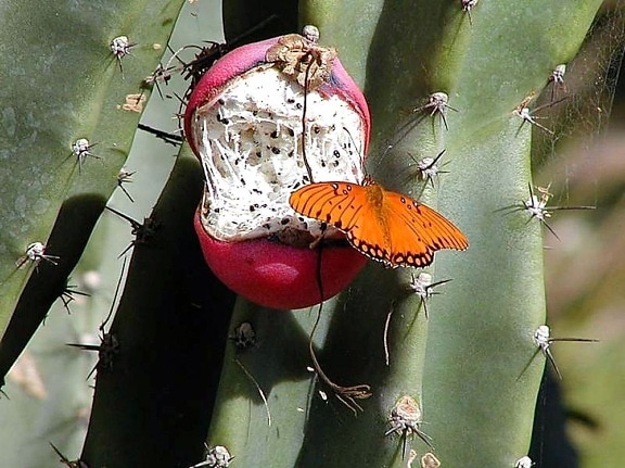 mariposa, mariposas, cactus