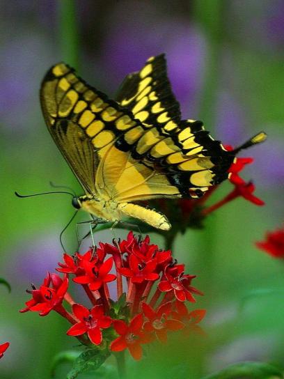 motýľ, motýle, krídla