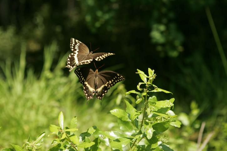 Motyl, taniec, para, motyle, unosić się w powietrzu, roślin, materiału