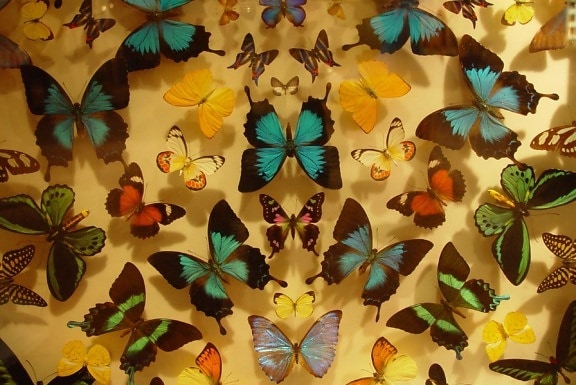 papillon, affichage, scitech