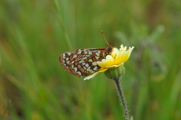butterfly, euphydryas editha bayensis