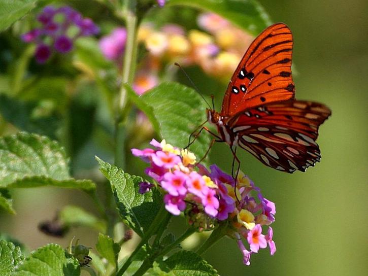 sommerfugl, Louisiana