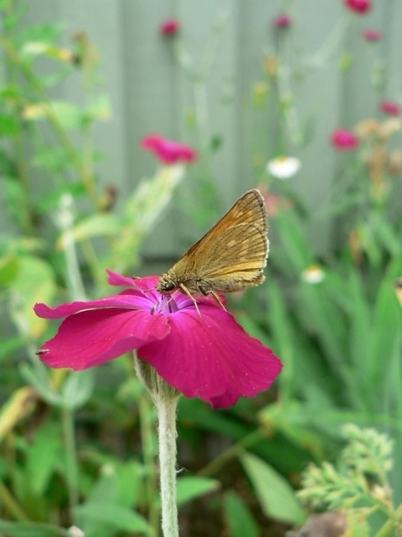Motyl, intensywny różowy, kwiat, makro