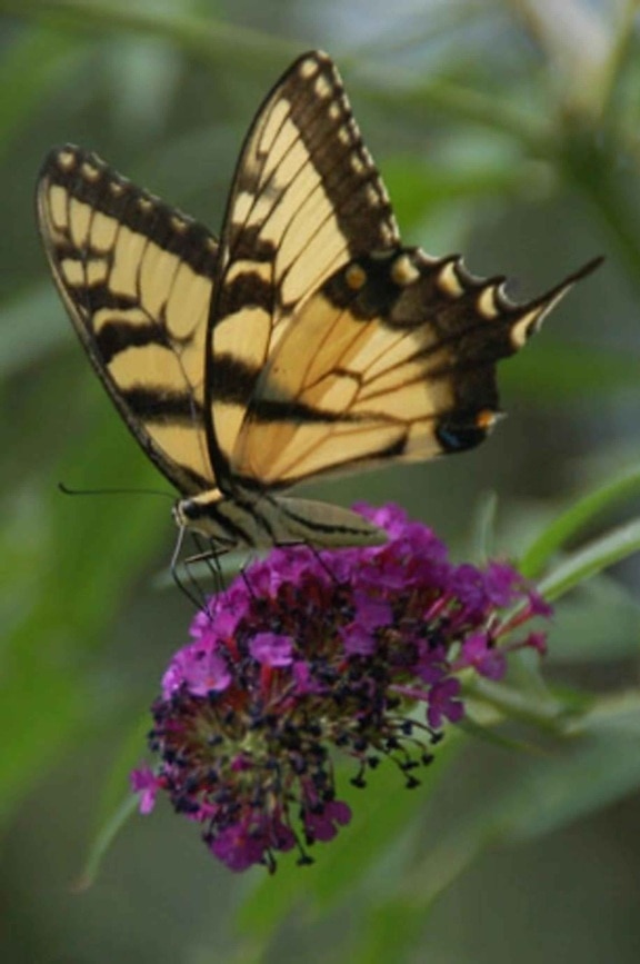 sommerfugl, lilla blomst