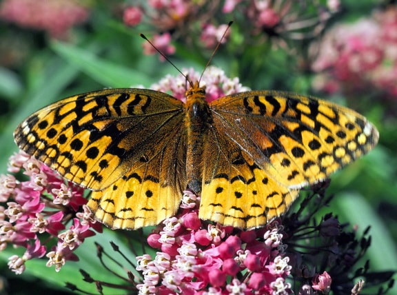 butterfly, spangled, fritillary