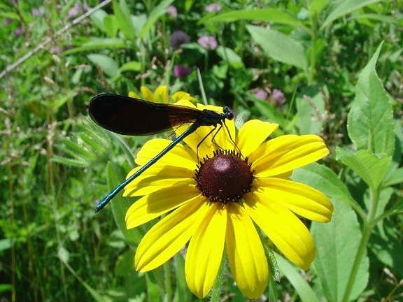 calopteryx maculata, ebony, jeweling, butterfly, insect, plant