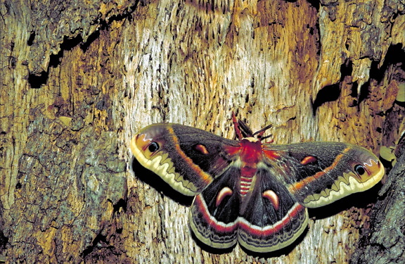 cecropia, moth, insect, hyalophora cecropia