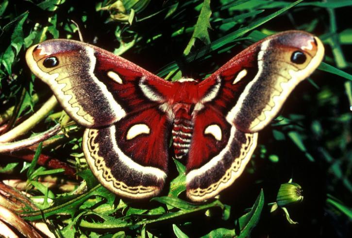 Cecropia, vlinder, vleugels, uitgebreid