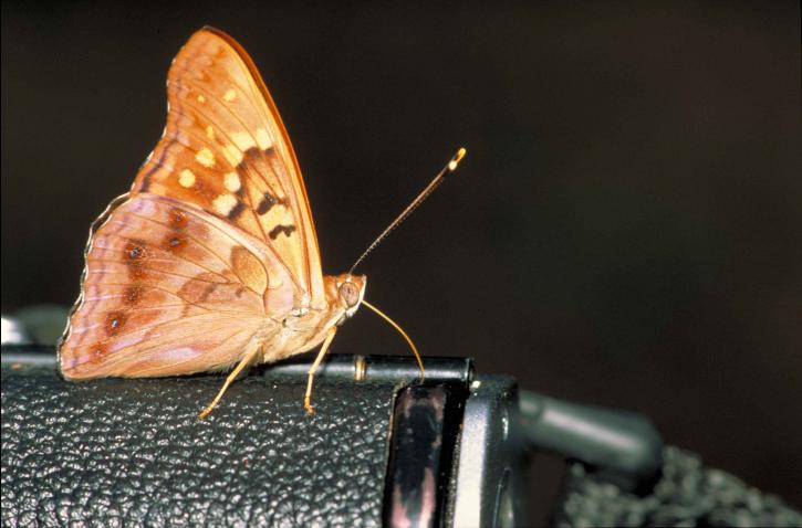 up-close, tan, yellow, brown, butterfly, standing, black, camera