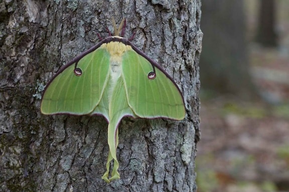 up-close, large, green, luna, moth, bark, hardwood, tree