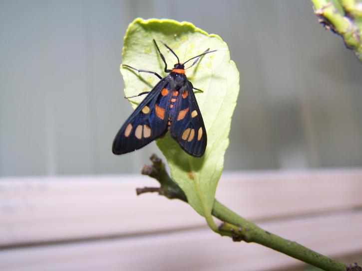 closeup, moth, insect