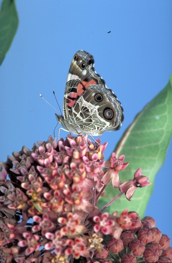 umum, milkweed, kupu-kupu