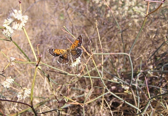 dorsal, truede, lange, metalmark, butterfly