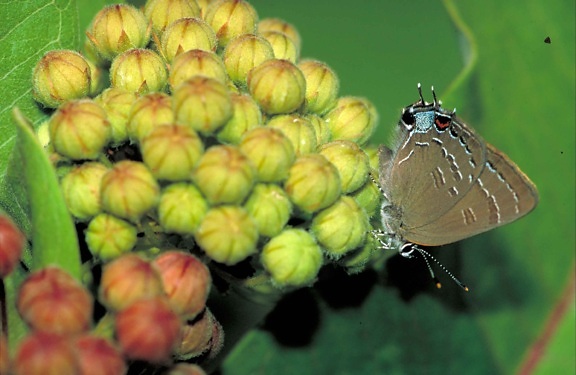 Edwards, sommerfugl, satyrium edwardsii
