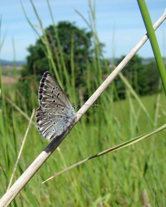 на межі зникнення, крила, синій, Метелик, icaricia icarioides fenderi