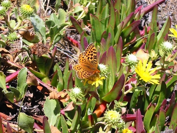 endangered, myrtle, silverspot, butterfly