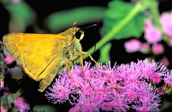 European, skipper, butterfly, insect, thymelicus lineola