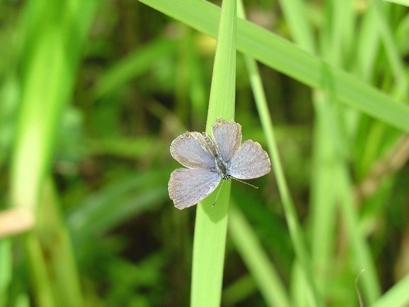everes comyntas, đuôi, màu xanh, bướm, côn trùng, cỏ