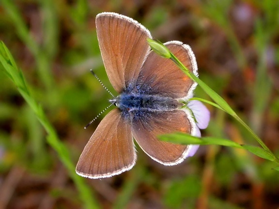 femenino, azul, mariposa, Icaricia, icarioides, fenderi