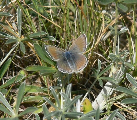 female, mission, blue, butterfly, lands, patch, grass