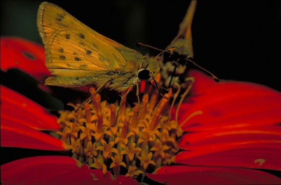 Вогняний, skipper метелик макрос, Комаха, Фото