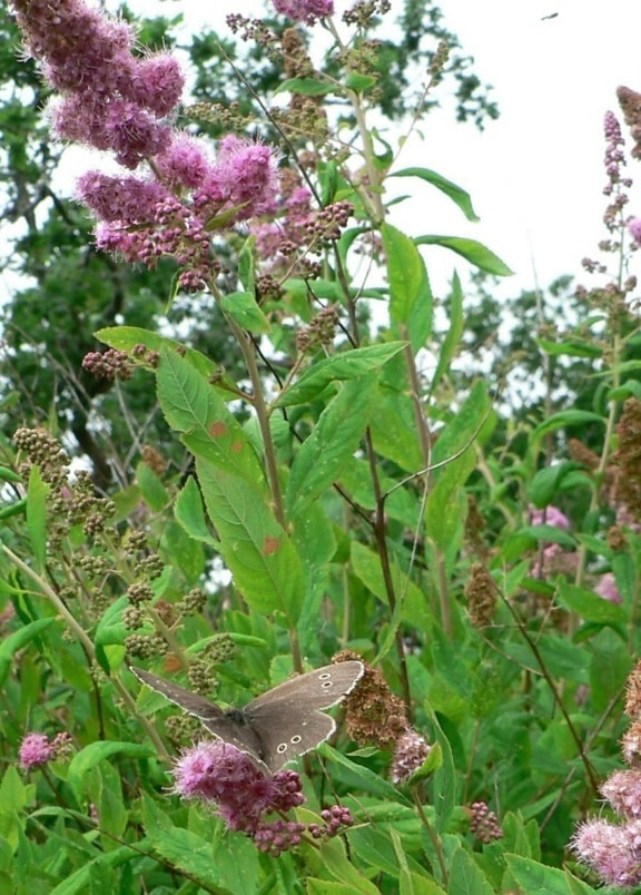 kwiaty, Motyl, trawa