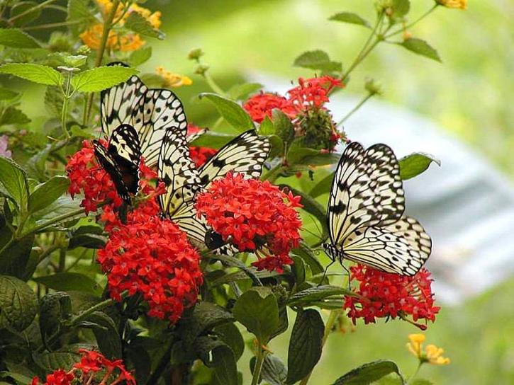 kwiaty, rośliny, Motyl, motyle