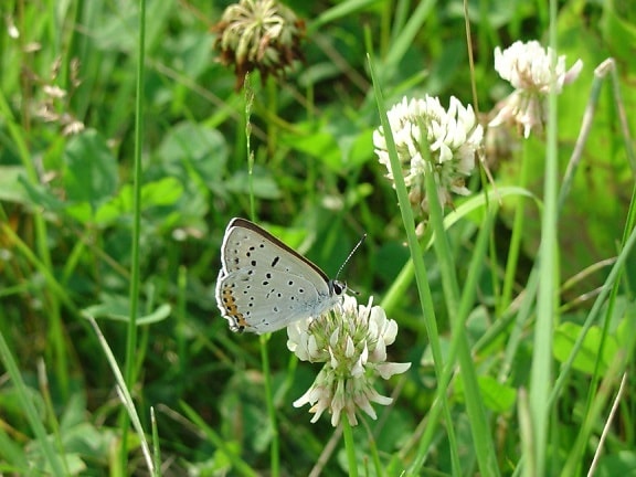 Gray, meď, motýľ, hmyzu, lycaenidae, dione