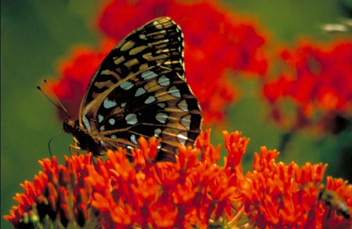 groot, springled, parelmoervlinder, vlinder, onkruid, speyeria cybele