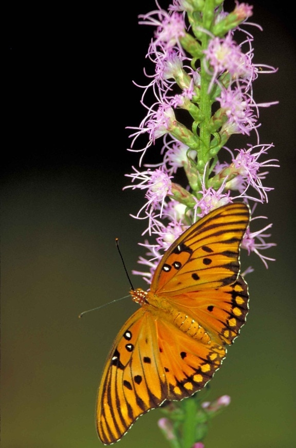 gulf, fritillary, butterfly, insect, agraulis vanillae