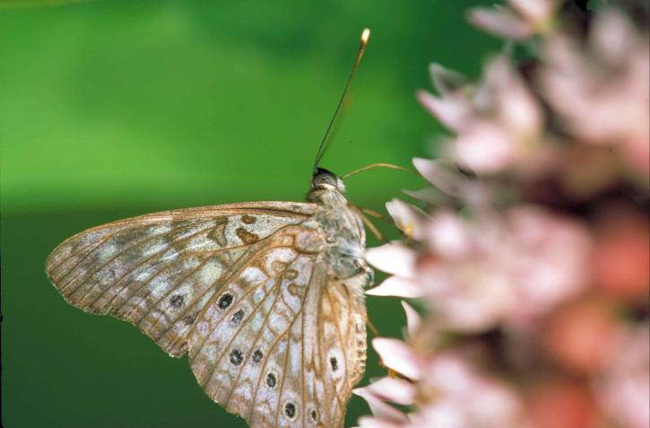 Brestovec, motýľ, hmyzu, asterocampa celtis