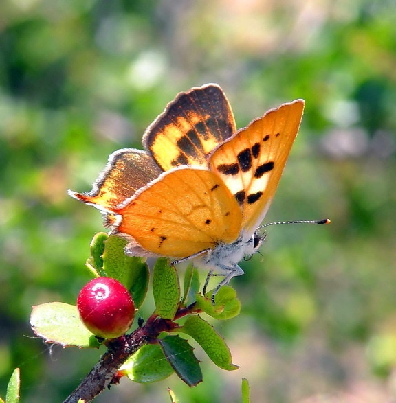 hermes, copper, butterfly, insect, lycaena hermes