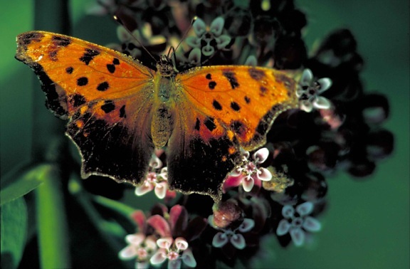 merchant, comma, butterfly, insect, polygonia comma