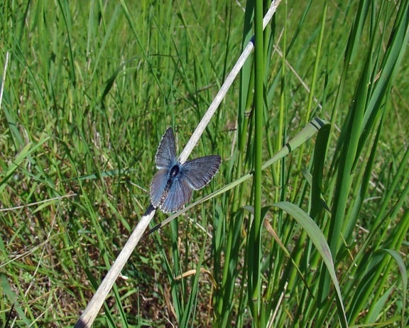 Icaricia, icarioides, fenderi, en voie de disparition, ailes, bleu, papillon
