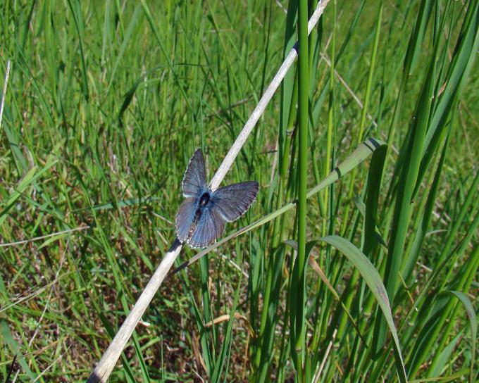 icaricia icarioides fenderi, bedreigde, spatborden, blauw, vlinder
