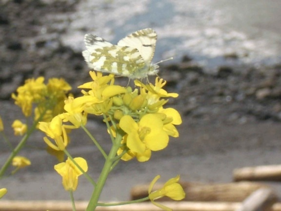 ostrov, mramor, butterly, žlté kvety