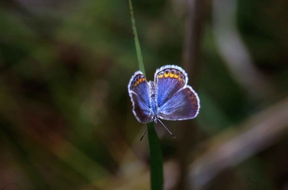 Karner, blå, sommerfugl