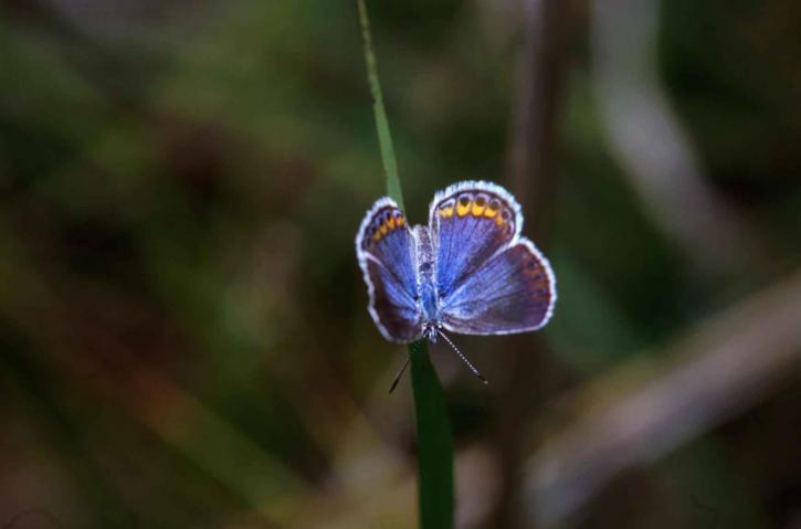 Motyl Karner, niebieski,