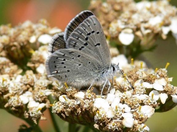 oppdraget, blå, butterfly, insekt, makro, foto, icaricia icarioides missionensis