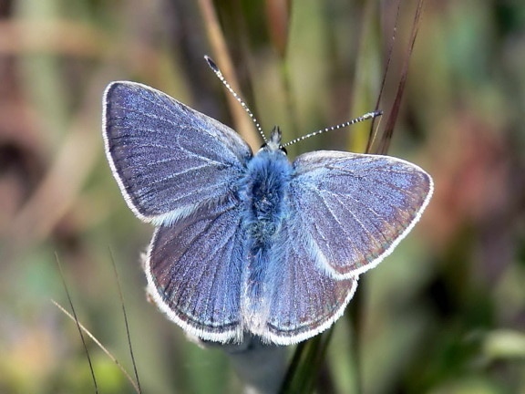ภารกิจ สีฟ้า ผีเสื้อ แมลง เพศชาย icaricia icarioides missionensis