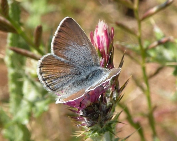 місія, синій, Метелик, Комаха, квітка, icaricia icarioides missionensis