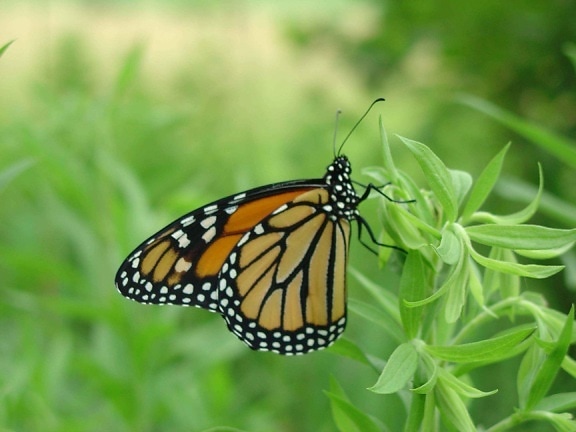 Erkek, monarch kelebek, yeşil bitki, danaus, plexippus