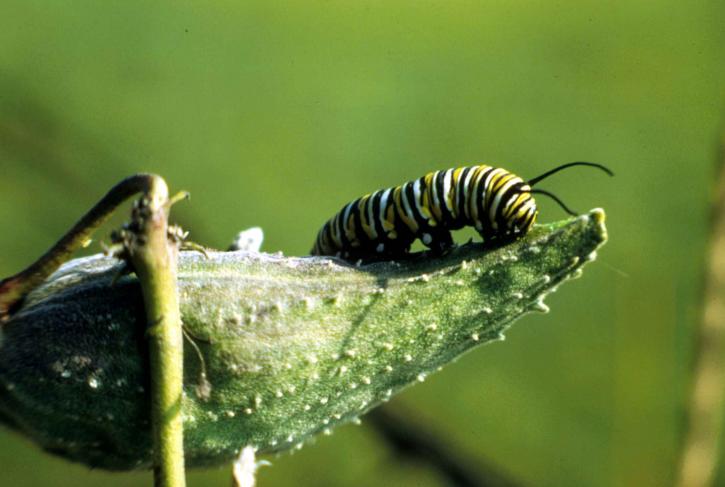 Monarch-Schmetterling, Raupe, Insekt, danaus, plexippus