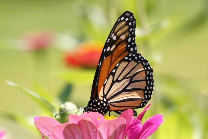 papillon monarque, insecte, danaus, plexippus