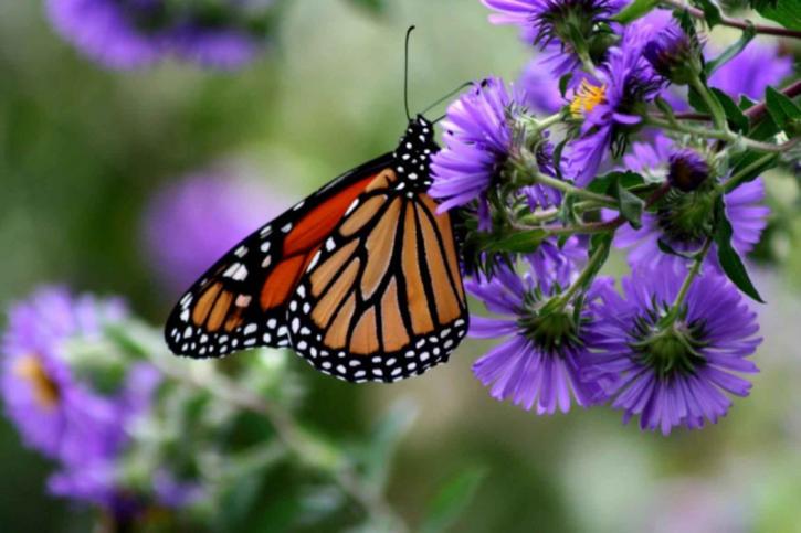 borboleta-monarca, inseto, danaus, plexippus, flor roxa