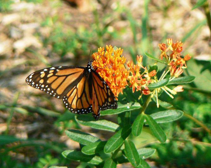 Monarch butterfly, hmyzu, butterflyweed, kvet