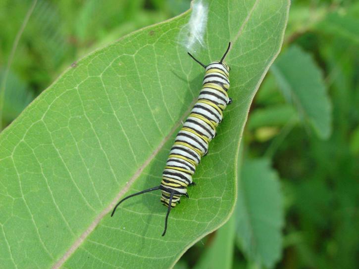 Monarch sommerfugl, larvene, felles, milkweed
