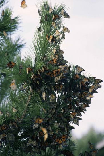 mariposa monarca, migración, Danus, plexippus