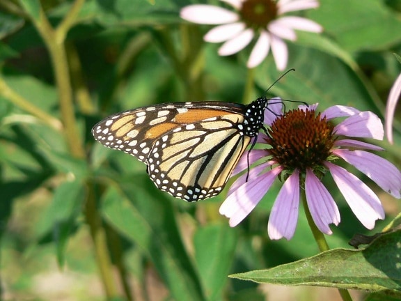 mariposa monarca, flores, insectos, Danaus, plexippus